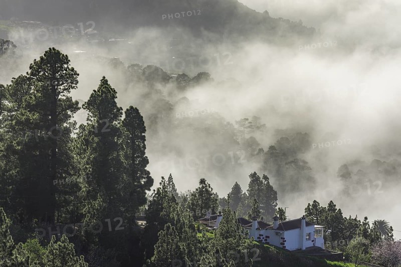 Clouds of mist drift over the forest of Canary Island canary island pine