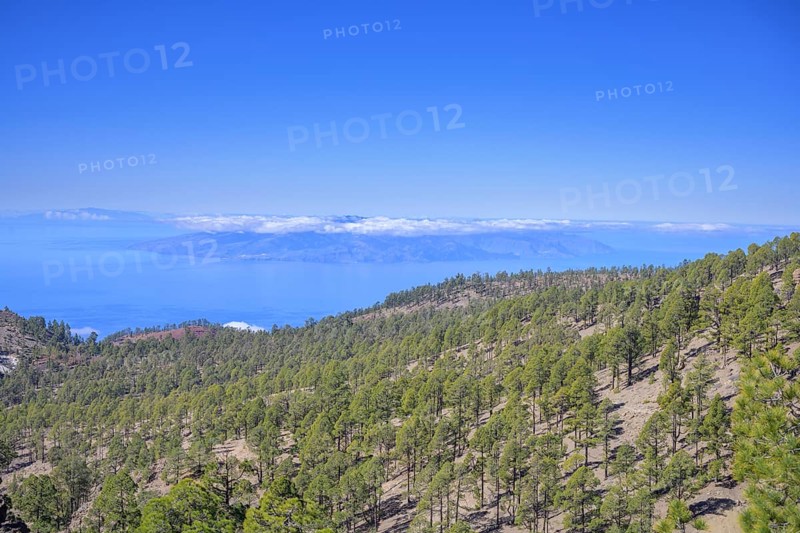 Forest with Canary Island canary island pine