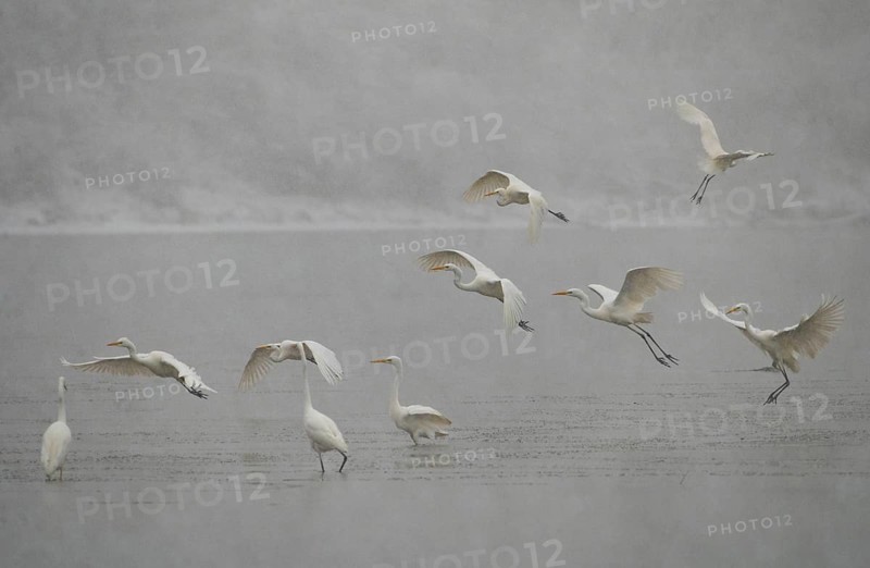 Great egret
