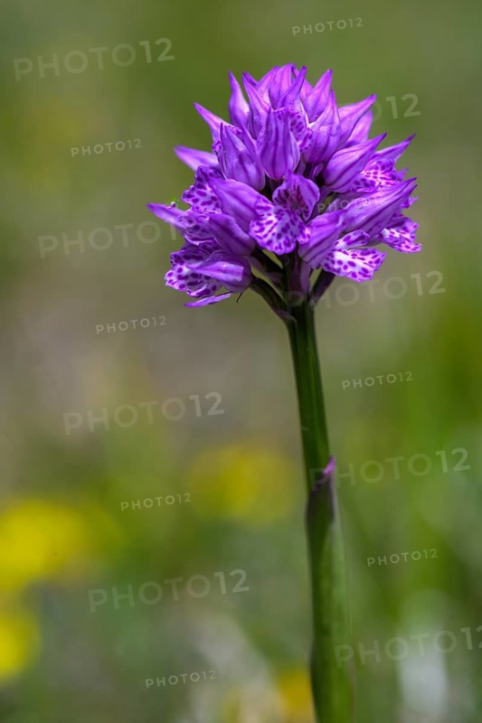 Orchid