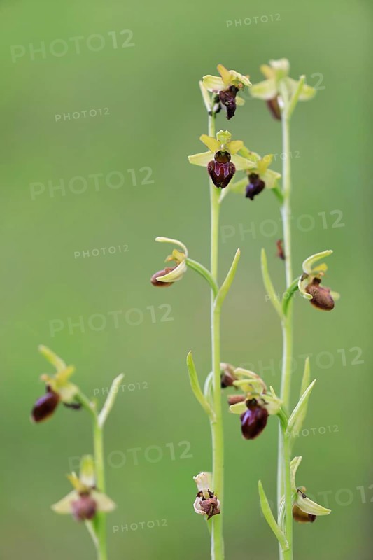 Early spider orchid