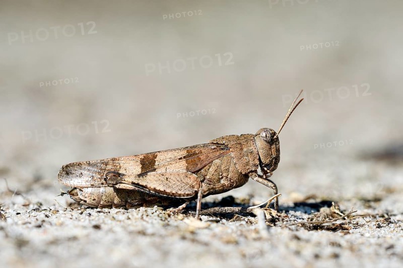 Blue-winged grasshopper