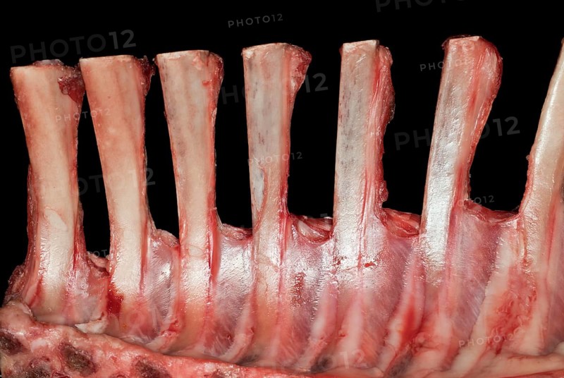 Raw saddle of lamb