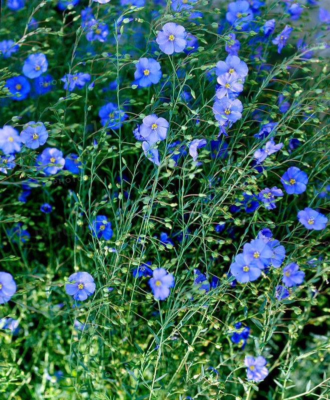 Linen