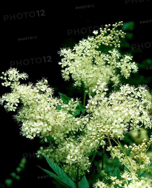 Meadowsweet