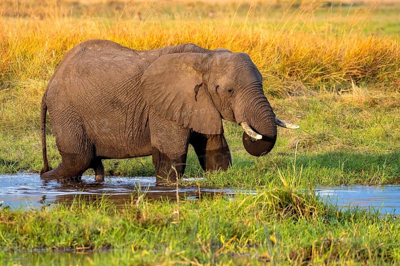African elephant