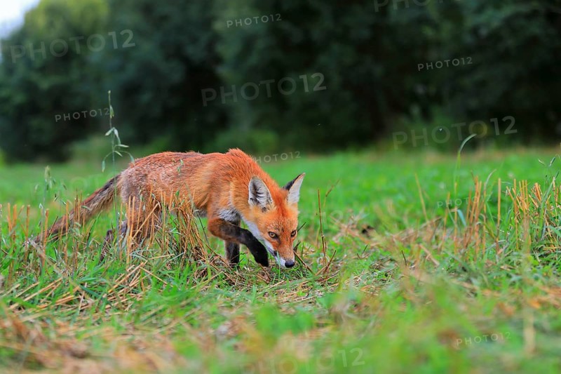 Red fox