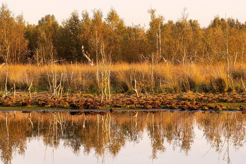Renaturalised high moor in Hahnenmoor