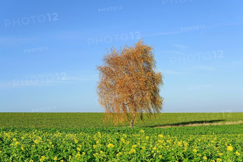 Birch