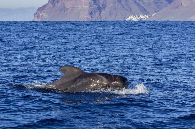 Long-finned pilot whale