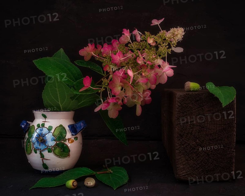 Still Life with Hydrangea Blossom in Colourful Ceramic Vase Next to Wooden Block and Acorns