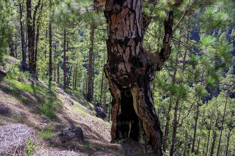 Charred trunk of a Canary Island canary island pine