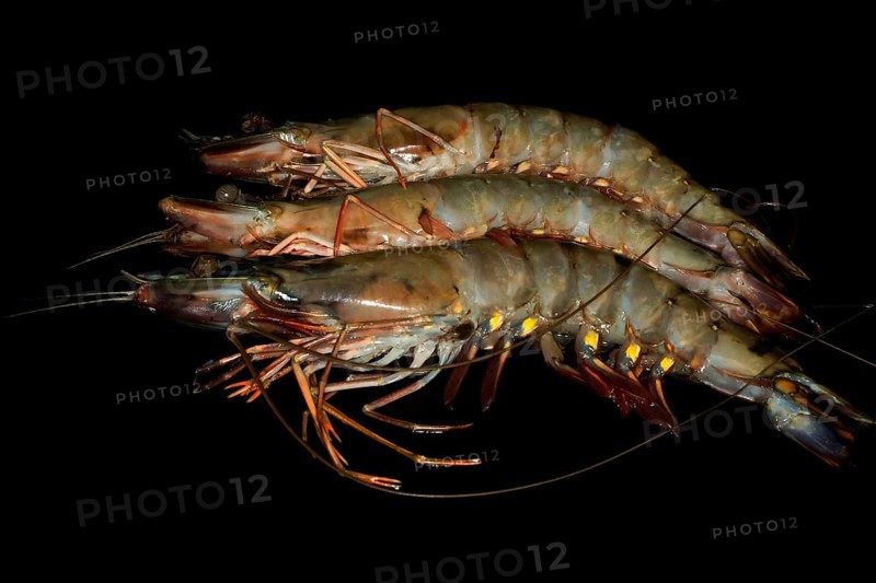 Three raw giant tiger prawns