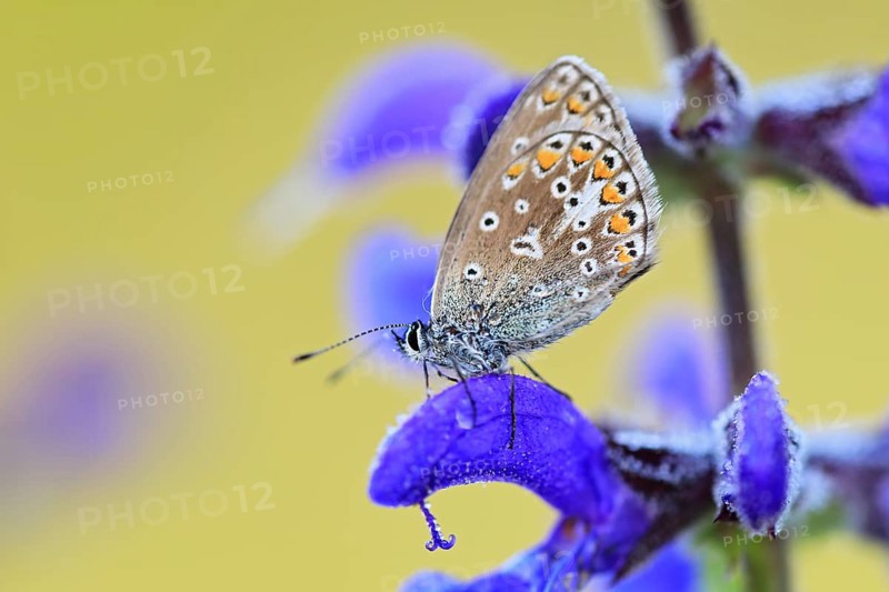 Gossamer winged butterfly