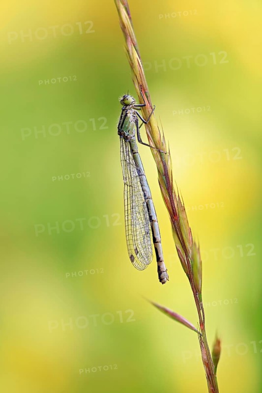 Azure damselfly