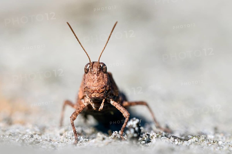 Blue-winged grasshopper