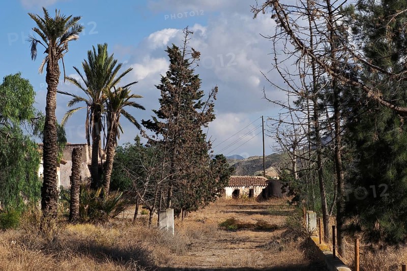 Overgrown garden with palms and trees of a former stately finca