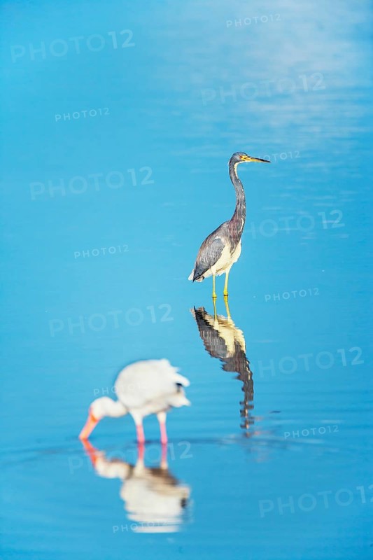 American white ibis