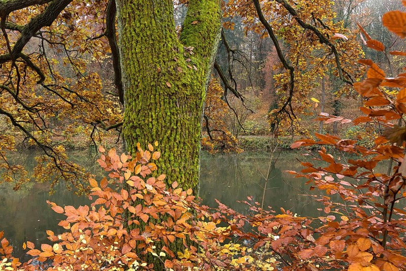 Autumn oak