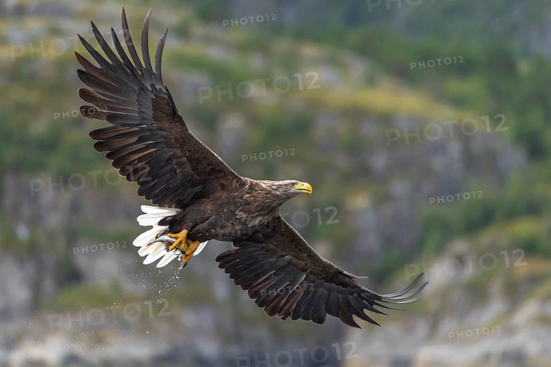 White-tailed eagle