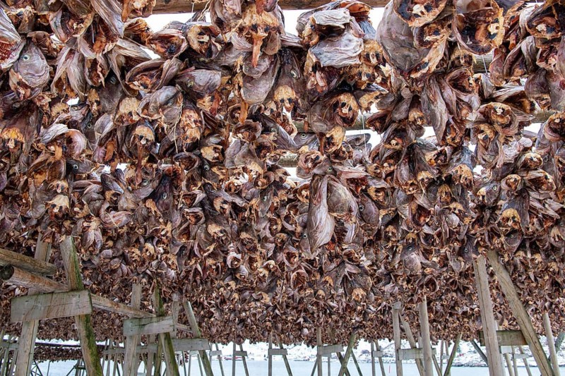 Fish heads air-dry