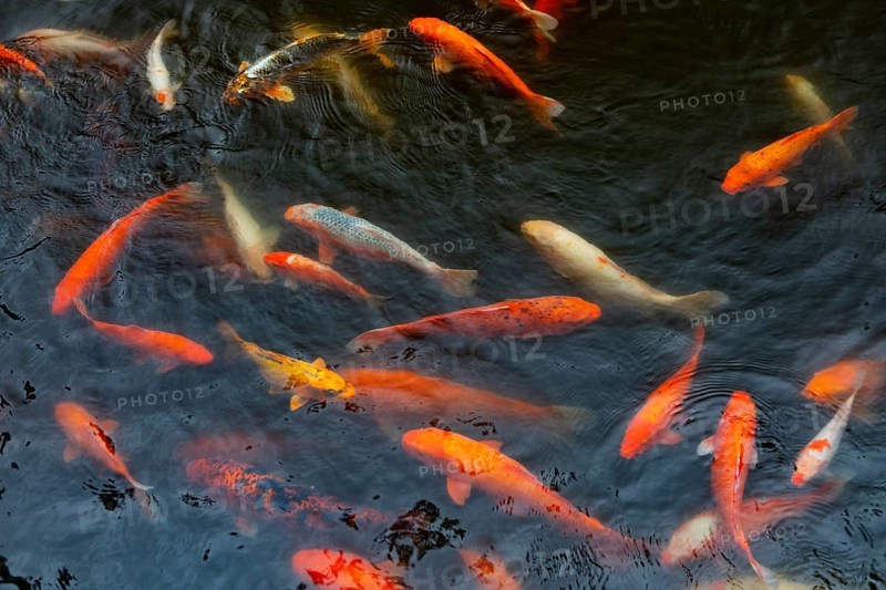 Cyprinid