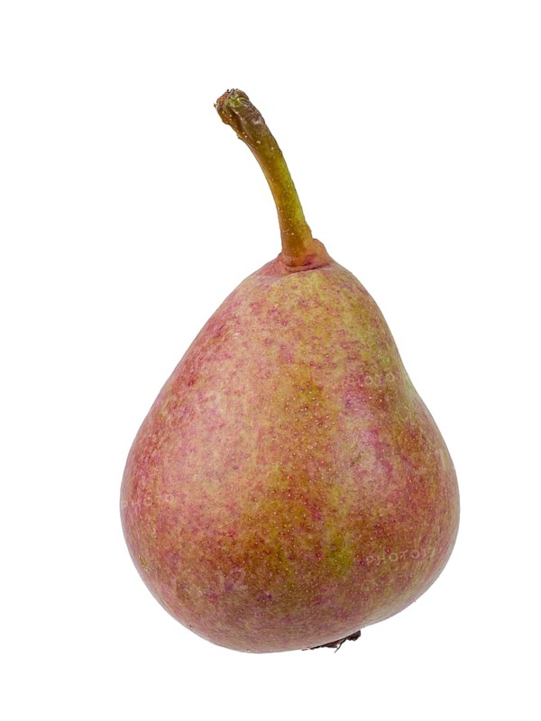Pear variety Westphalian Blood Pear