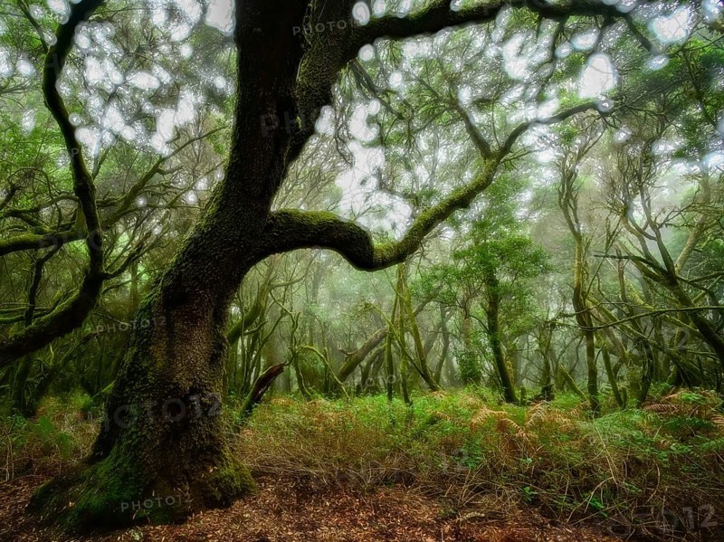 Moss-covered laurel tree in cloud forest