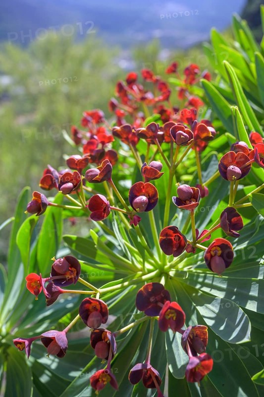 Endemic tabaiba roja