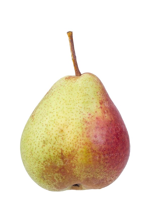 Pear variety Trout pear
