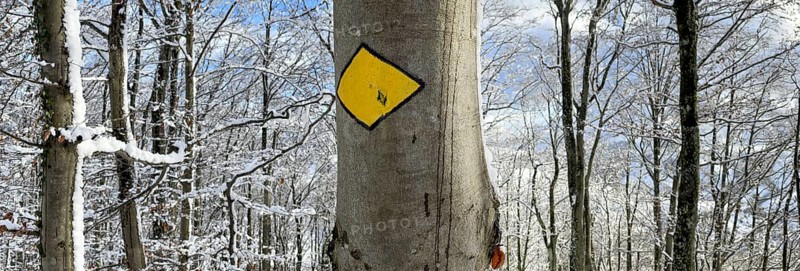 Hiking trail Panorama in the snowy forest