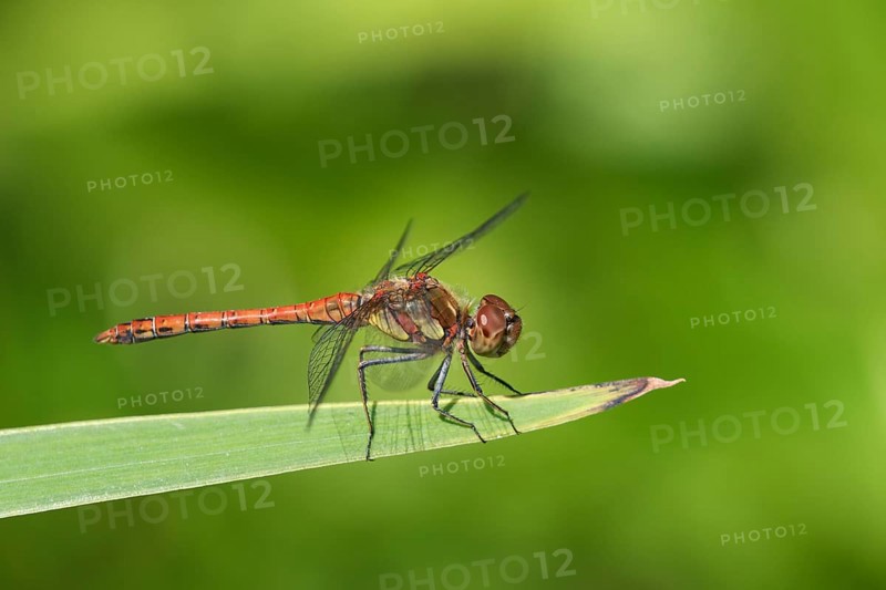 Vagrant darter