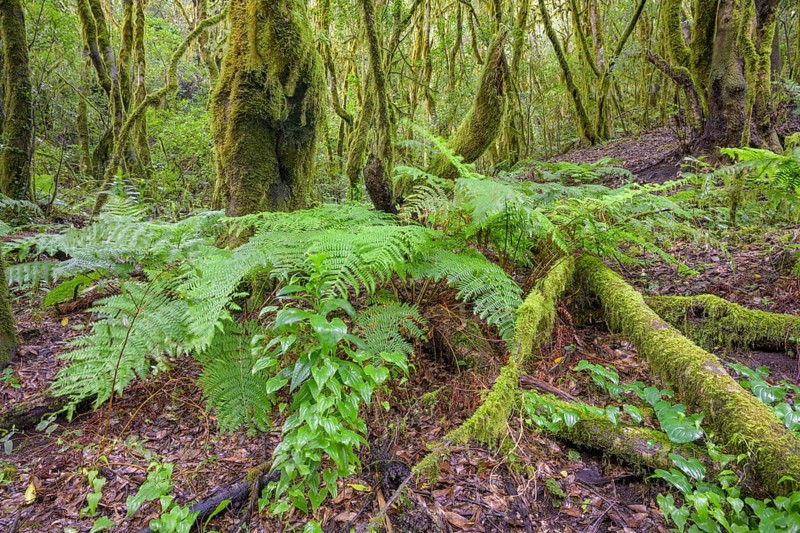 Fern and laurel forest at El Cedro