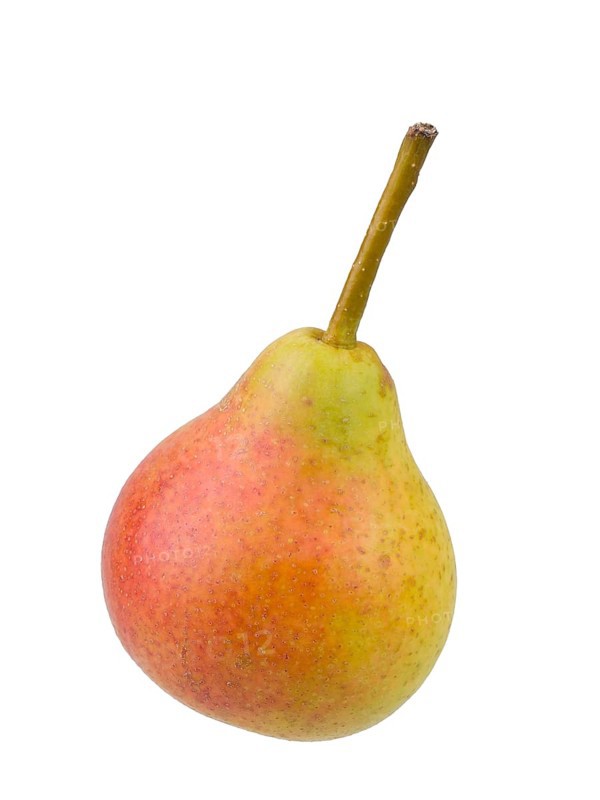Pear variety Summer muscat pear