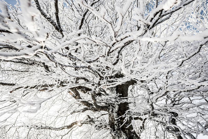 Snow-covered beech trees