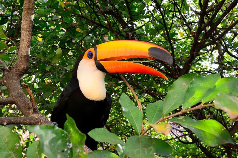 Toco toucan