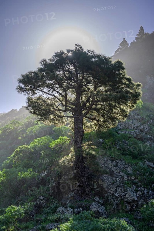 Canary island pine