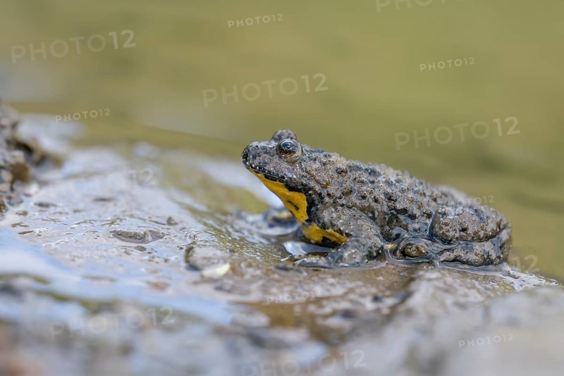 Yellow-bellied toad