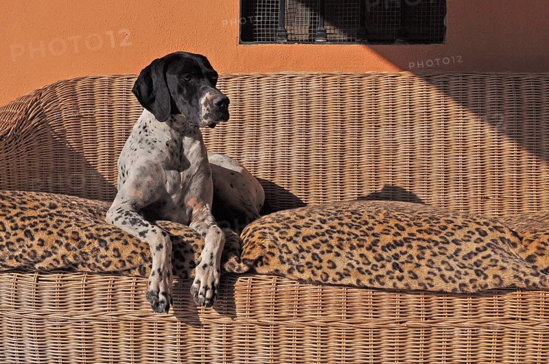English pointer lying on sofa
