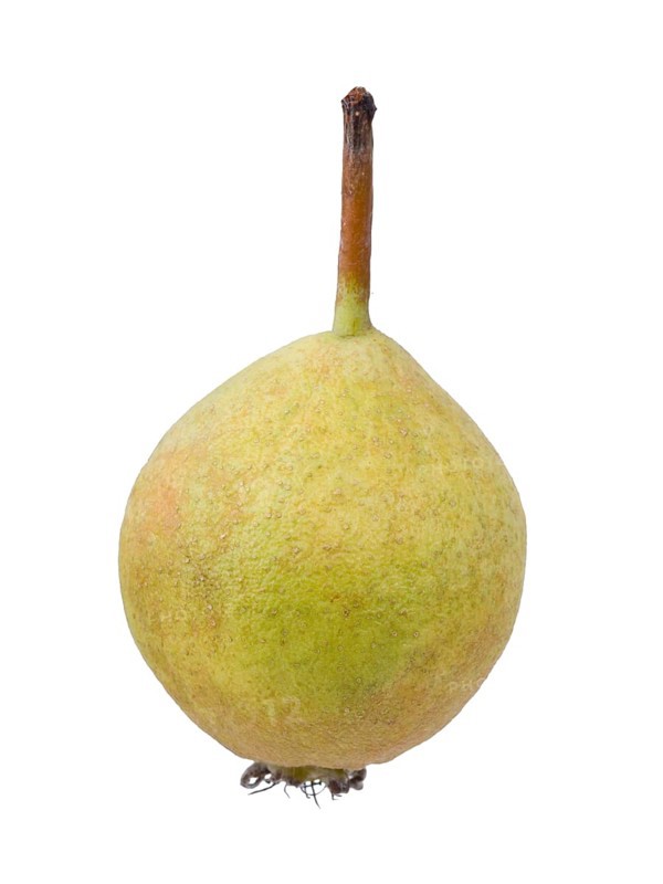 Pear Variety Norman Cider Pear