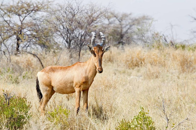 Red Hartebeest