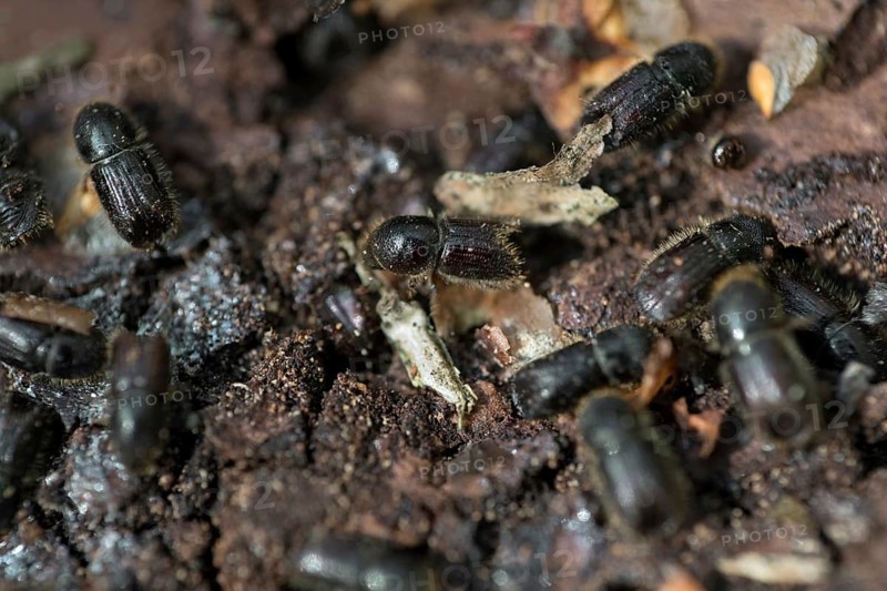 European spruce bark beetle