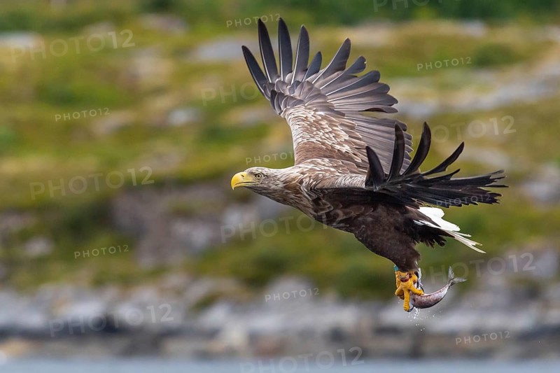 White-tailed eagle