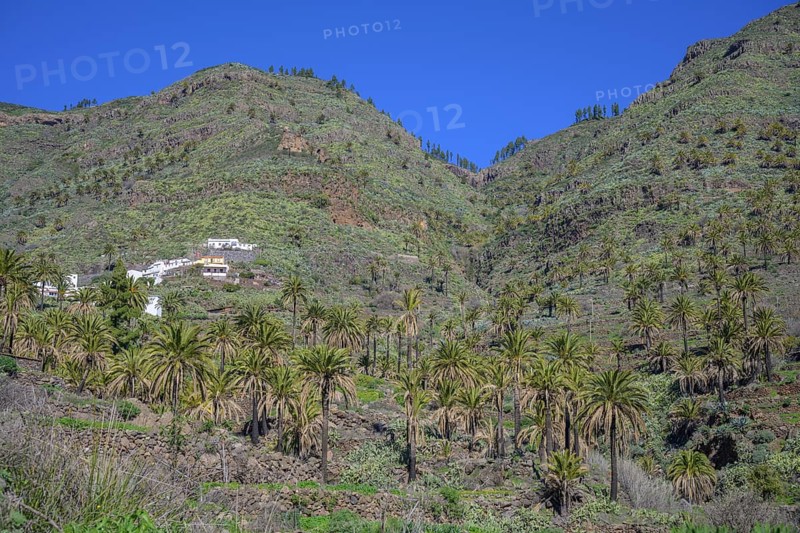Canary island date palm