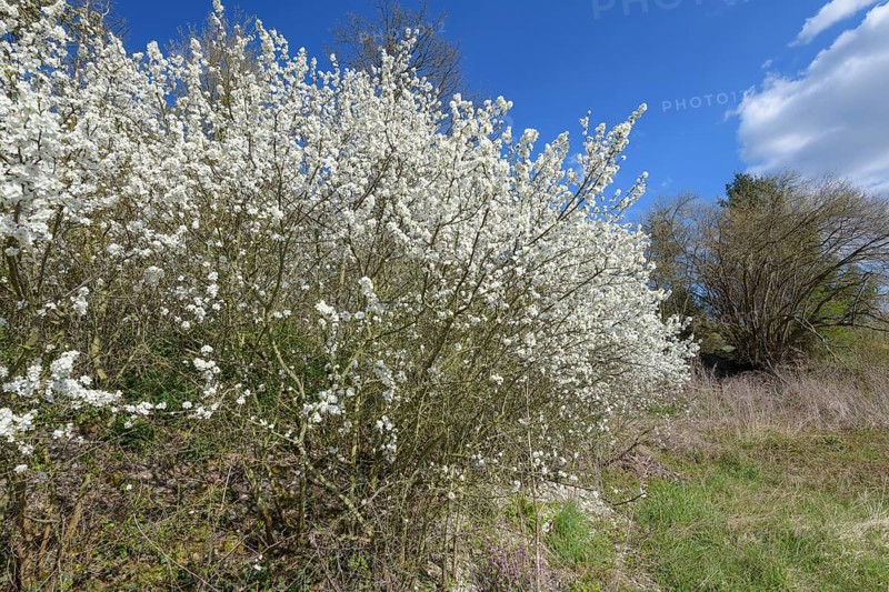 Blackthorn