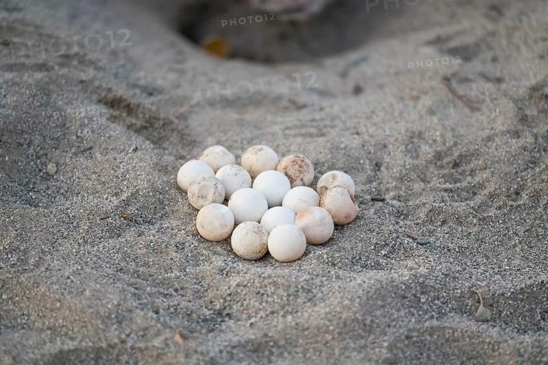 Loggerhead sea turtle