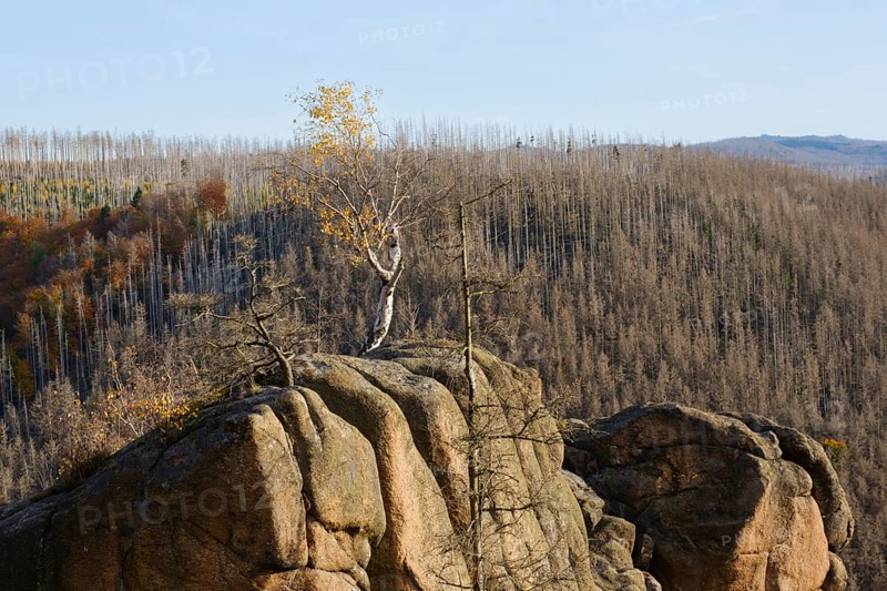 Birch on the rock Rabenstein