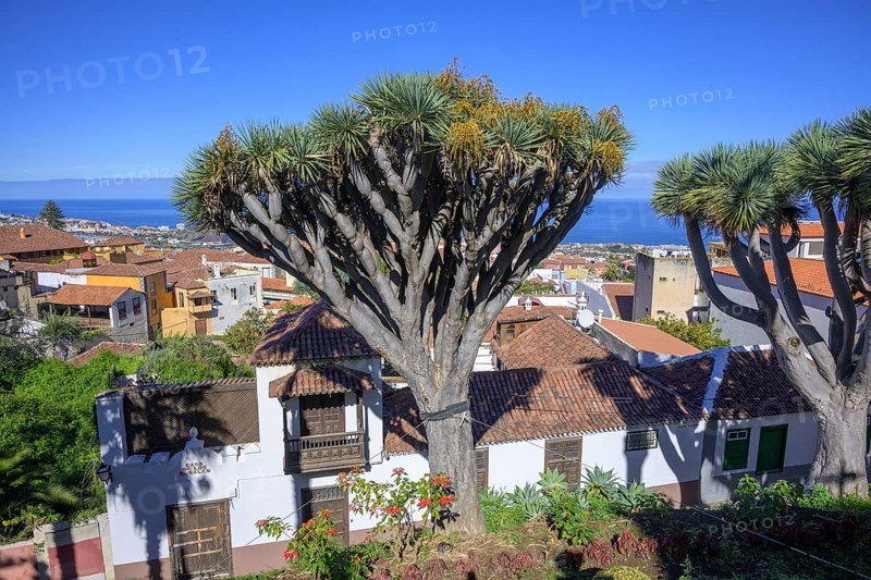 Dragon trees