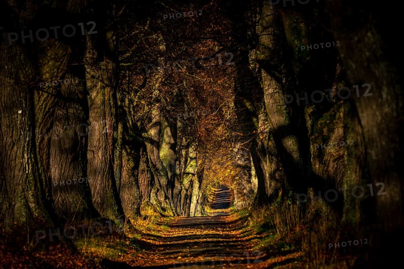 Linden trees