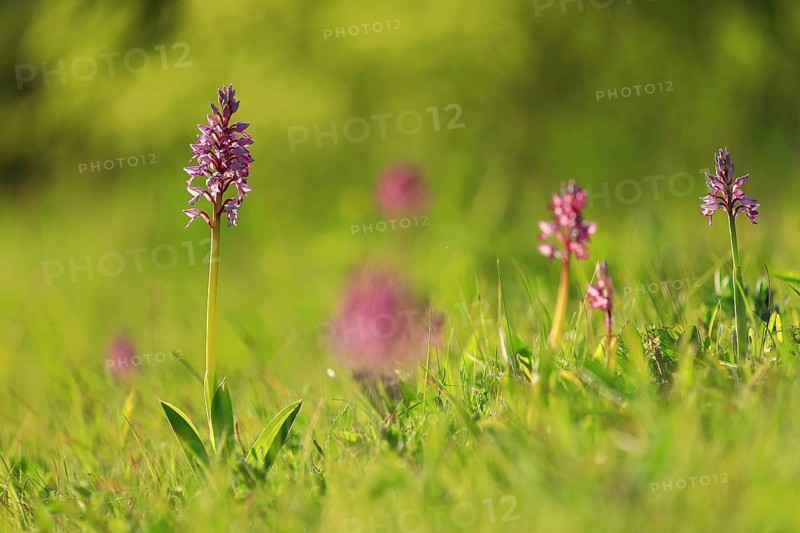 Group of military orchid